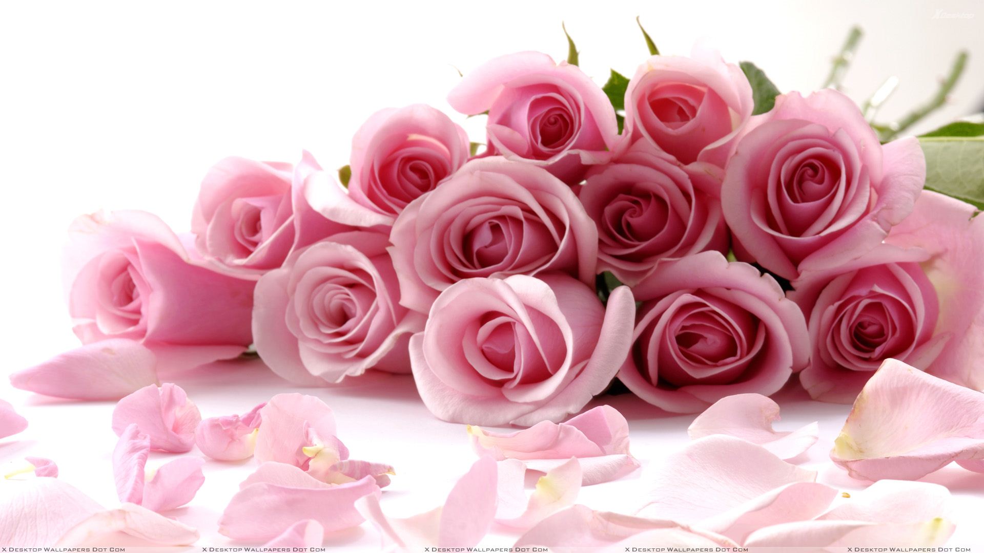 7001356-special-pink-roses.jpg